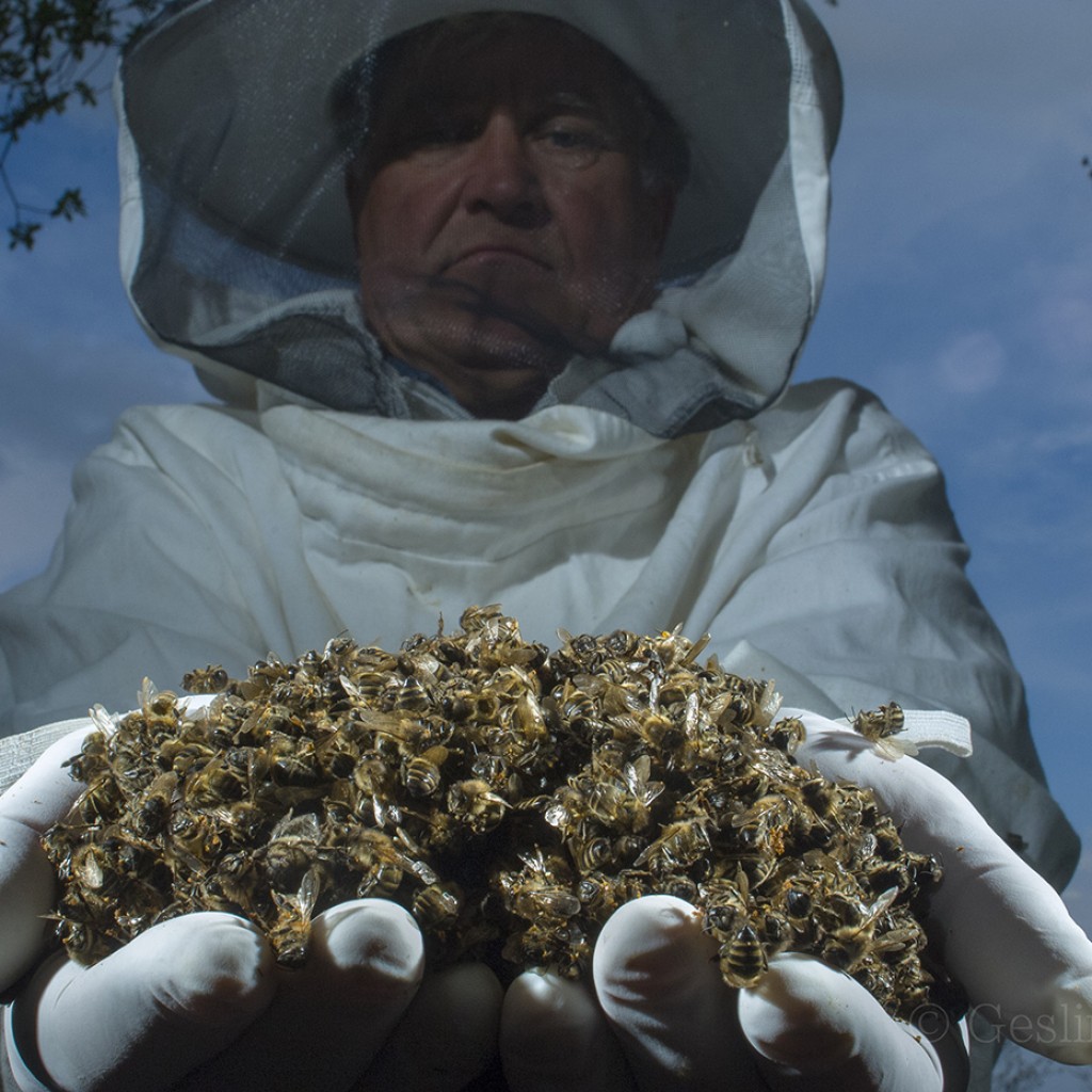 Abelhas contra extinção global 