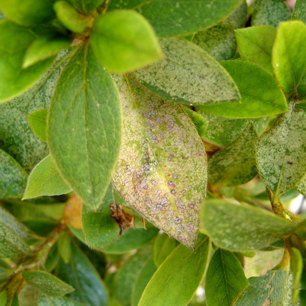 Água ácida da Tyent Brasil para as plantas. 